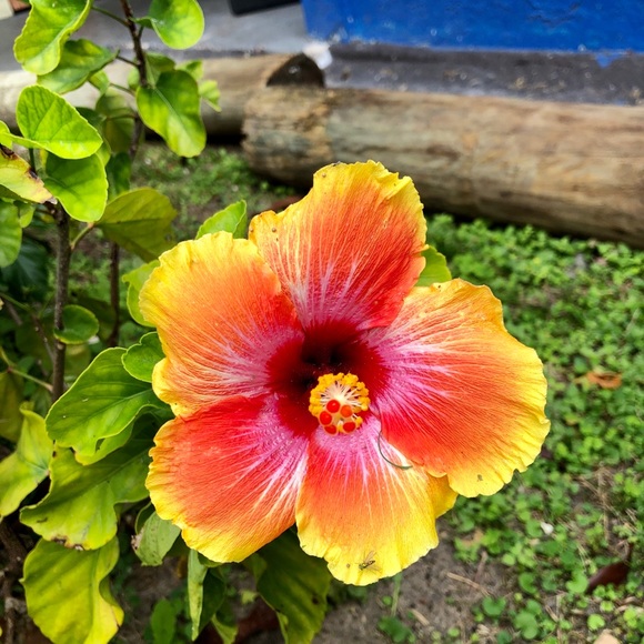 🌺Posh Ambassador🌺Brianna!! - Picture 2 of 5